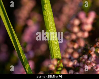 Morgentau auf dem Gras, Heidekraut-Blüten verschwommen im Hintergrund. Schönes Morgenlicht des Sonnenaufgangs. Selektiver Fokus. Stockfoto