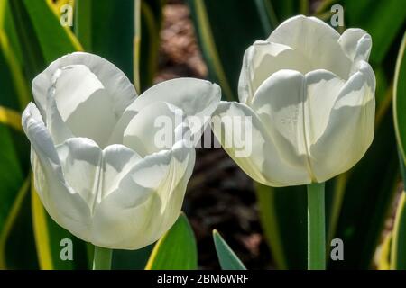 Weiße Tulpen „Hakuun“ Stockfoto