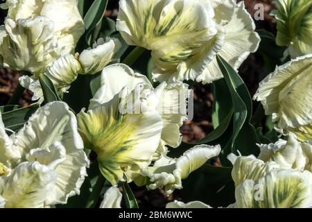 Weiße Tulpen 'Super Papageien' Tulpenblüten Tulipa Blumen weiß geraffte verdrehte Blütenblätter gefiedert Grün Weiße Papageien Tulpen blühendes Blumenbett weiß Stockfoto