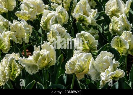 Weiße Tulpen „Super Parrot“ Tulipa Stockfoto