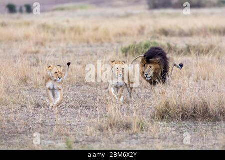 Zwei Erwachsene Löwinnen, gefolgt von einem dominanten männlichen Löwen. Grasland der Masai Mara, Kenia. Konzentrieren Sie sich auf Löwinnen.. Stockfoto