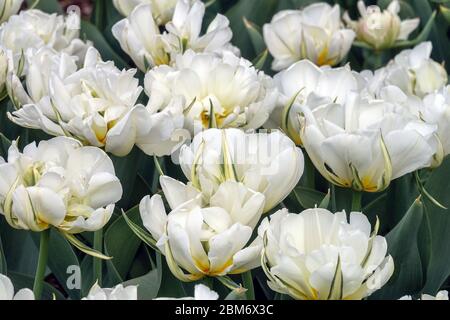 Weiße Tulpen, Tulipa, doppelt, spätTulpe, „Mount Tacoma“ Stockfoto