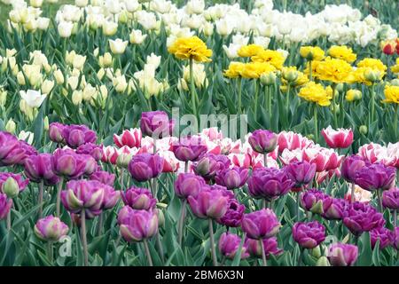 Bunte Tulpen Garten Blume Bett lila weiß gelb april Blumen Stockfoto