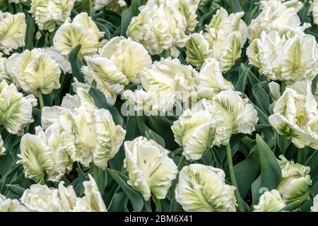 Weiße Tulpen „Super Parrot“ Papagei Tulipa Stockfoto