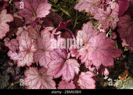 Korallenglocken Heuchera „Georgia Peach“ Heuchera Lila Blätter Stockfoto