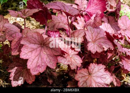 Heuchera „Georgia Peach“ Heuchera Laub Gartenpflanze klumpenbildende Blätter mit abgerundeten Blättern beginnt der Frühling Pfirsichfarbe dunkelt sich bis rot-lila ab Stockfoto