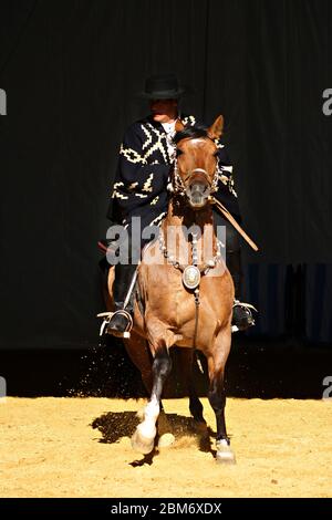 Gaucho in traditionellem Outfit, der im Dunkeln auf einem criollo Pferd reitet Stockfoto