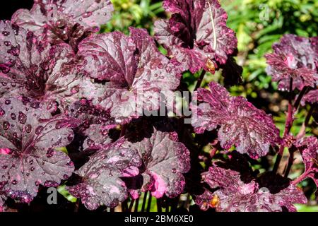 Coral Bells Heuchera 'Nachtrose' Stockfoto