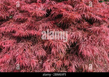 Acer palmatum 'Ever Red' japanischer Ahorn Stockfoto