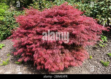 Acer palmatum 'Ever Red' japanischer Ahorn Stockfoto