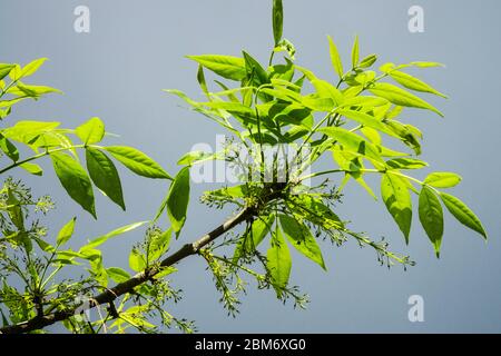 Grüner Esche Fraxinus pennsylvanica Baum mit Frühlingswachstum, hinterleuchtete Blätter Stockfoto