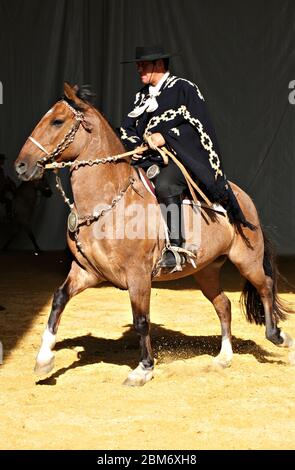 Gaucho in traditionellem Outfit, der im Dunkeln auf einem criollo Pferd reitet Stockfoto