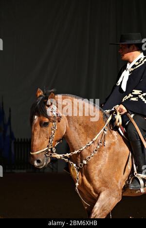 Gaucho in traditionellem Outfit, der im Dunkeln auf einem criollo Pferd reitet Stockfoto
