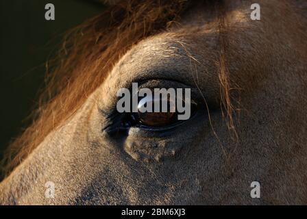 Nahaufnahme Detail des Auges eines Hirschleder criollo Pferd Stockfoto