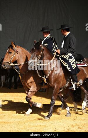 Gaucho Paar reiten auf kreolischen Pferden in einem traditionellen Outfit im Dunkeln Stockfoto