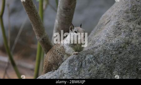 American Grey Squirrel im Yosemite Nationalpark Stockfoto