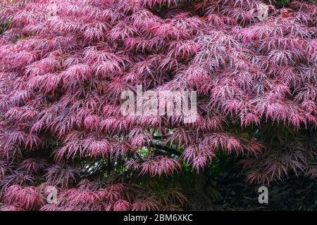 Japanischer Ahorn Acer palmatum 'dissectum' Stockfoto