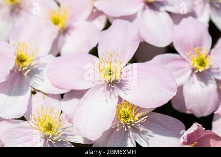 Die Blumen einer Clematis 'Elizabeth' Stockfoto