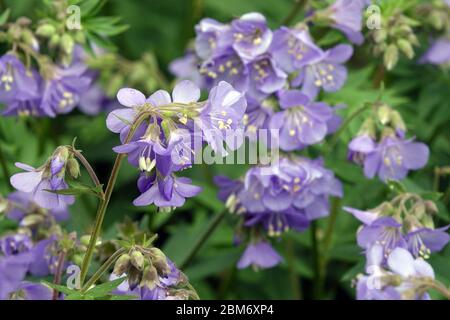 Jakobsleiter Polemonium caeruleum Stockfoto