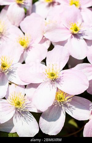 Die Blumen einer Clematis 'Elizabeth' Stockfoto
