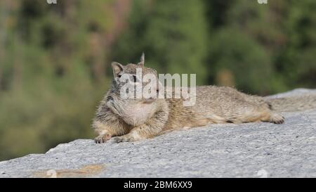 American Grey Squirrel im Yosemite Nationalpark Stockfoto