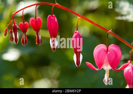 Nahaufnahme von blutenden Herzblumen im Frühling. Stockfoto