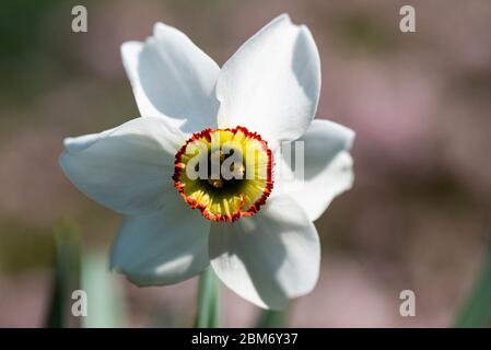 Die Blume eines alten Fasanenauges (Narcissus poeticus var. recurvus) Stockfoto