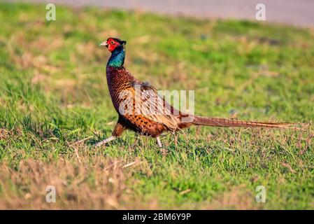 Schöne helle männliche Fasane oder Phasianus colchicus Spaziergänge im Gras Stockfoto