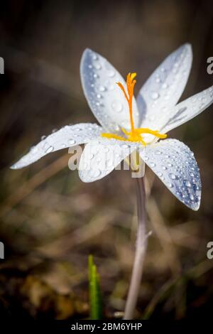 Wilde Krokus blühen im Morgentau auf der Wiese Stockfoto