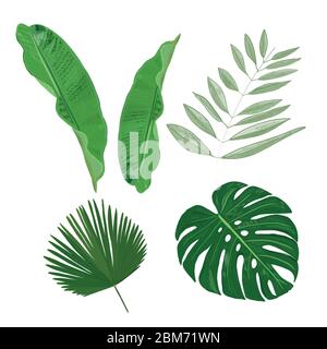 Tropical leaves hand drawn vector set Stock Vektor