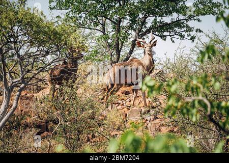 Großer männlicher Kudu in freier Wildbahn, Kunene Region, Namibia, Afrika Stockfoto