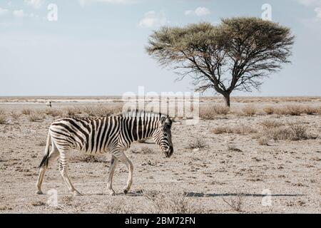 Einsames Burchellsche Zebra (Equus quagga burchellii), auf steinigem Boden mit einem Akazienbaum im Hintergrund, Etosha Nationalpark, Namibia, Afrika Stockfoto