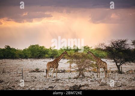 Zwei Giraffen grasen auf den obersten Blättern eines Baumes im Etosha Nationalpark mit atemberaubendem, dramatischem Sonnenuntergang-Licht hinter ihnen, Namibia, Afrika. Stockfoto