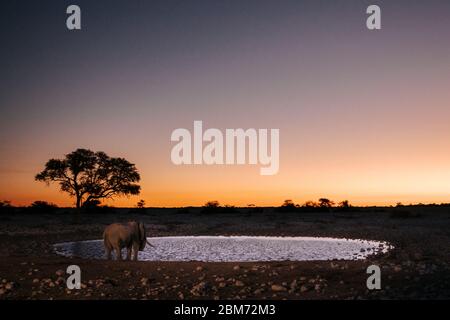 Ein einsame Elefant trinkt am Wasserloch von Okaukuejo bei Sonnenuntergang, Okaukuejo Rastlager, Etosha Nationalpark, Namibia, Afrika Stockfoto