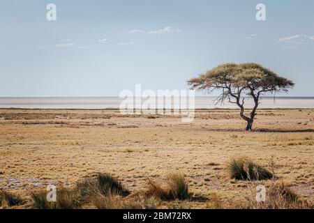 Ikonischer Akazienbaum und Etosha Pan, Etosha Nationalpark, Namibia, Afrika Stockfoto