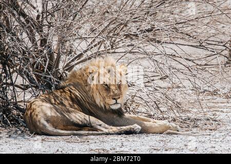 Ein großer männlicher Löwe ruht unter einem spröden Schatten, der von einem ausgetrockneten Baum im Etosha Nationalpark, Namibia, bereitgestellt wird Stockfoto