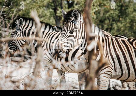 Zebra fotografiert durch einige Äste, geringe Schärfentiefe. Etosha Nationalpark, Namibia. Stockfoto