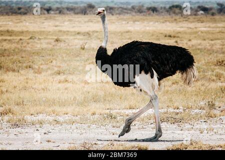 Strauß (Struthio camelus), stehender Rüde im trockenen Gras, Etosha Nationalpark, Namibia Stockfoto