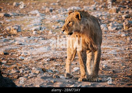 Junger Löwe spaziert bei Sonnenaufgang auf felsigem Boden im Etosha Nationalpark, Namibia Stockfoto