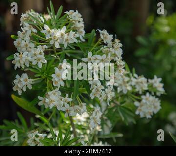 Blüte von Choisya x dewitteana Azteken Perlmutt im Mai. Stockfoto