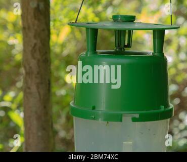 Pheromonfalle für das Fangen von Kastenbaum-Motten, die im Garten gesehen werden, der von einem kleinen Baum nahe buxus-Pflanzen hängt. Stockfoto