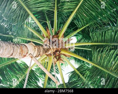 Unterseite einer Palme Stockfoto