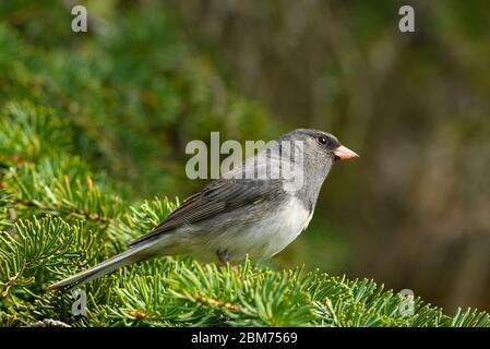 Ein schieferfarbener, dunkeläugiger junco 'Junco hyemalis', der auf einem grünen Fichtenzweig im ländlichen Alberta Kanada thront. Stockfoto