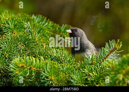 Ein schieferfarbener, dunkeläugiger junco 'Junco hyemalis', der auf einem grünen Fichtenzweig im ländlichen Alberta Kanada thront. Stockfoto