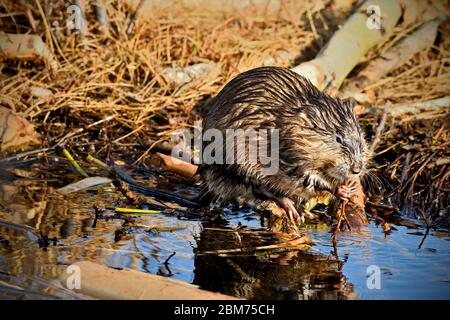 Ein wilder Bisamratte Ondatra zibethicus, der am Ufer eines ländlichen Biberteiches sitzt und sich an einigen Wasserpflanzen in der Nähe von Hinton Alberta Canada ernährt. Stockfoto