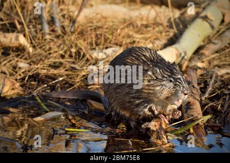 Ein wilder Bisamratte Ondatra zibethicus, der am Ufer eines ländlichen Biberteiches sitzt und sich an einigen Wasserpflanzen in der Nähe von Hinton Alberta Canada ernährt. Stockfoto