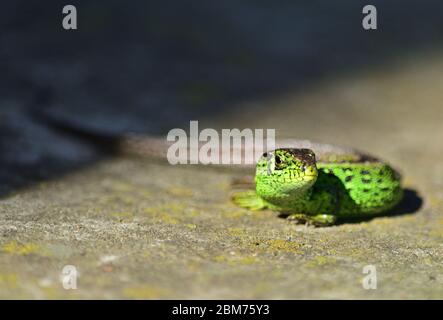 Eidechse aus Sand - Lacerta agilis Männchen auf grauer Oberfläche Stockfoto