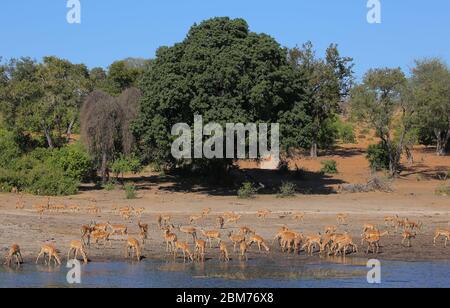 Dieses Foto wurde im Chobe National Park, Botswana, aufgenommen Stockfoto