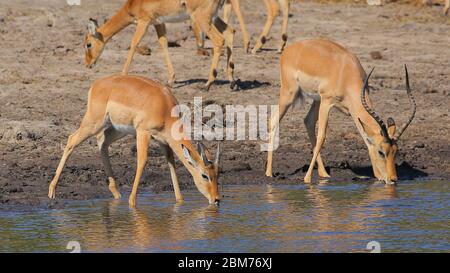 Dieses Foto wurde im Chobe National Park, Botswana, aufgenommen Stockfoto