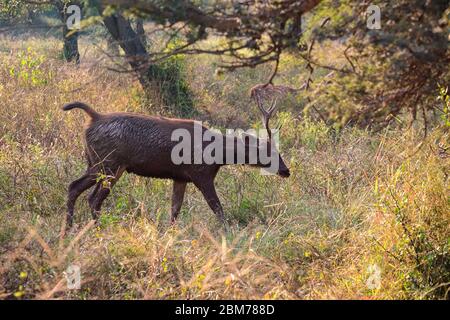 Ein männliches Sambar Hirsch in Sariska Tiger Reserve in Rajasthan, Indien Stockfoto